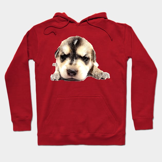 Puppy Hoodie by North West